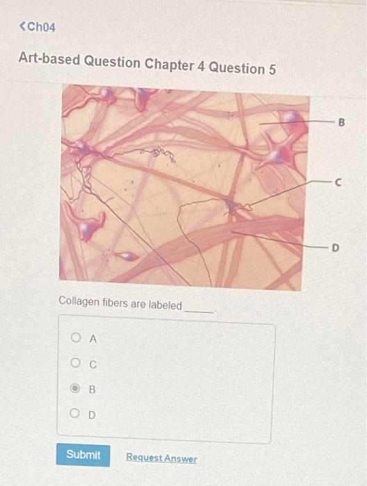 Solved Artbased Question Chapter 4 Question 5 Collagen