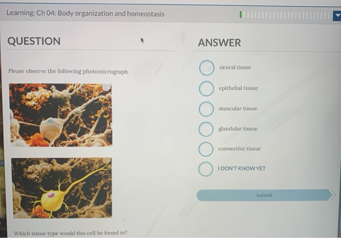 Solved Learning: Ch 04: Body Organization And Homeostasis | Chegg.com