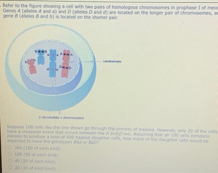 Solved - Refer to the figure showing a cell with two pairs | Chegg.com