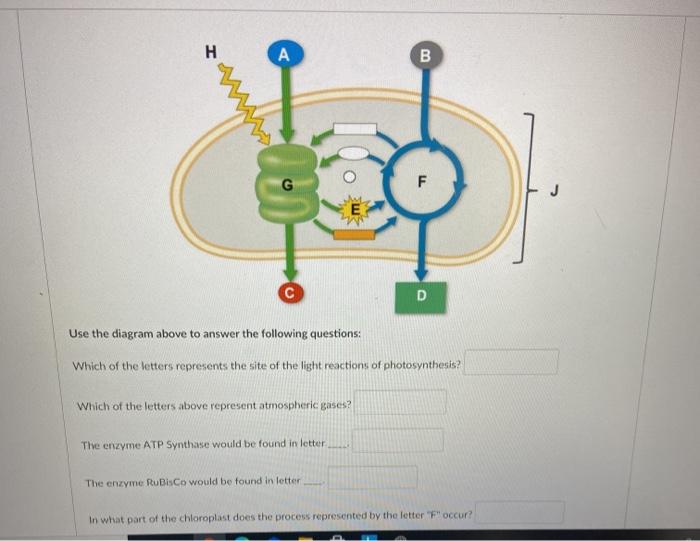Solved H A B G F с D Use the diagram above to answer the | Chegg.com