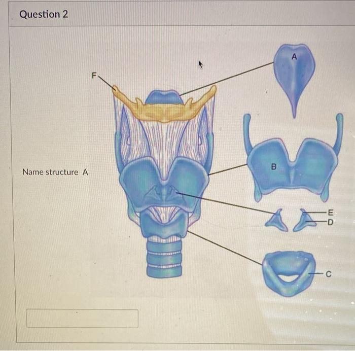 Question 2
Name structure \( A \)