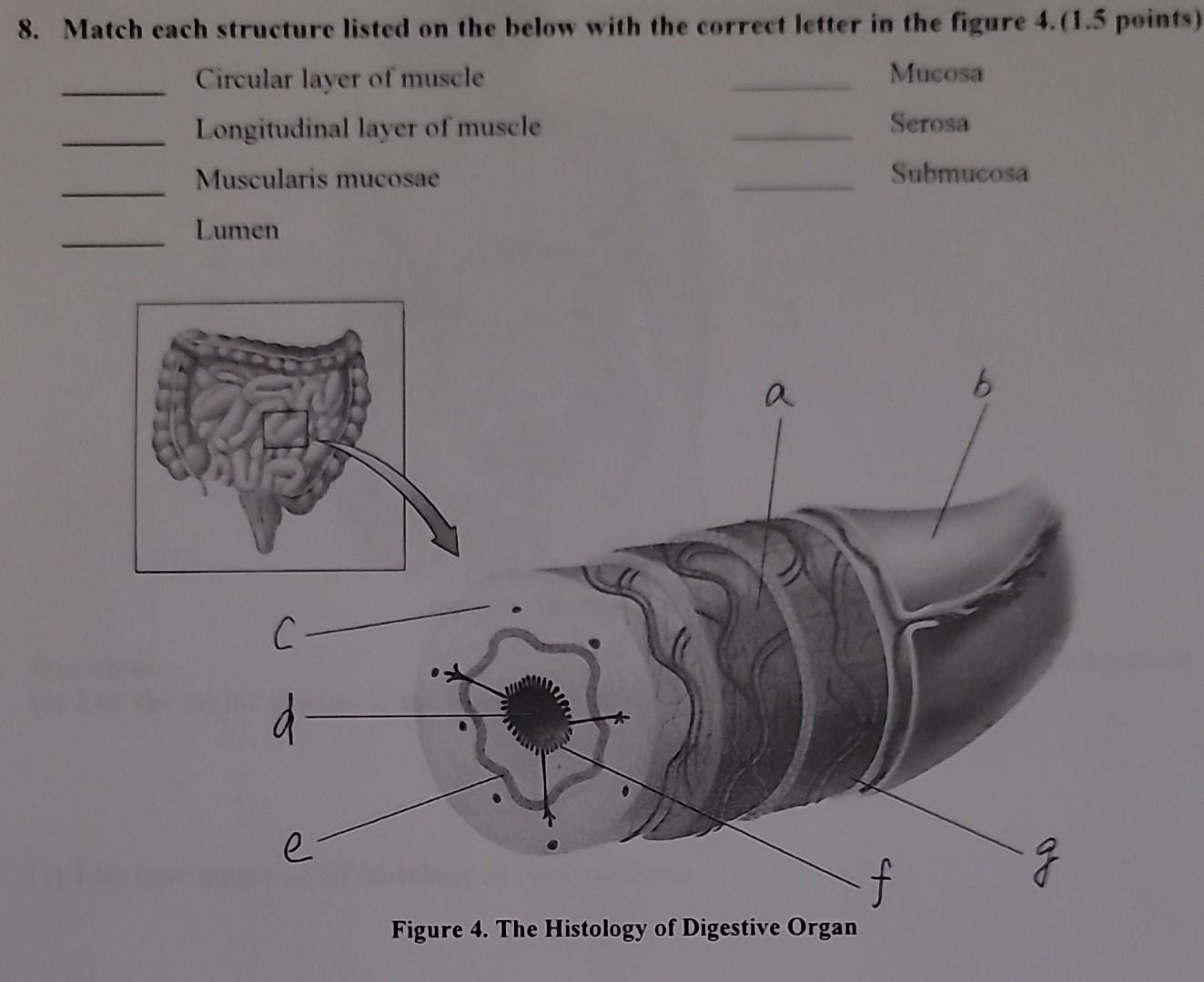 Solved 8. Match each structure listed on the below with the | Chegg.com