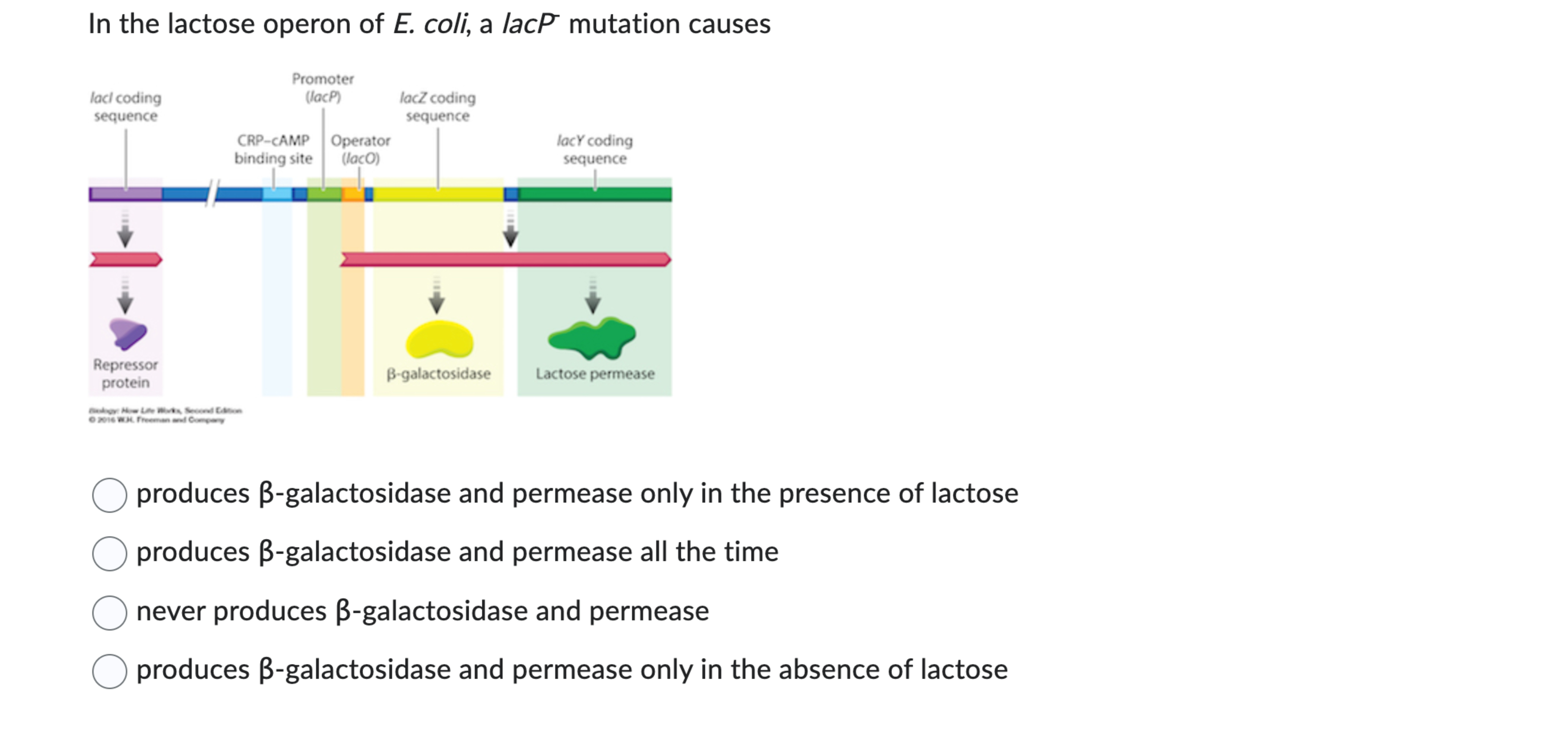 Solved In the lactose operon of E. ﻿coli, a lac P ﻿mutation | Chegg.com