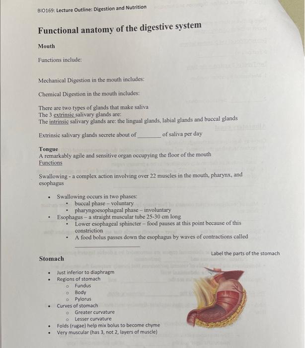 Solved Functional anatomy of the digestive system Mouth | Chegg.com