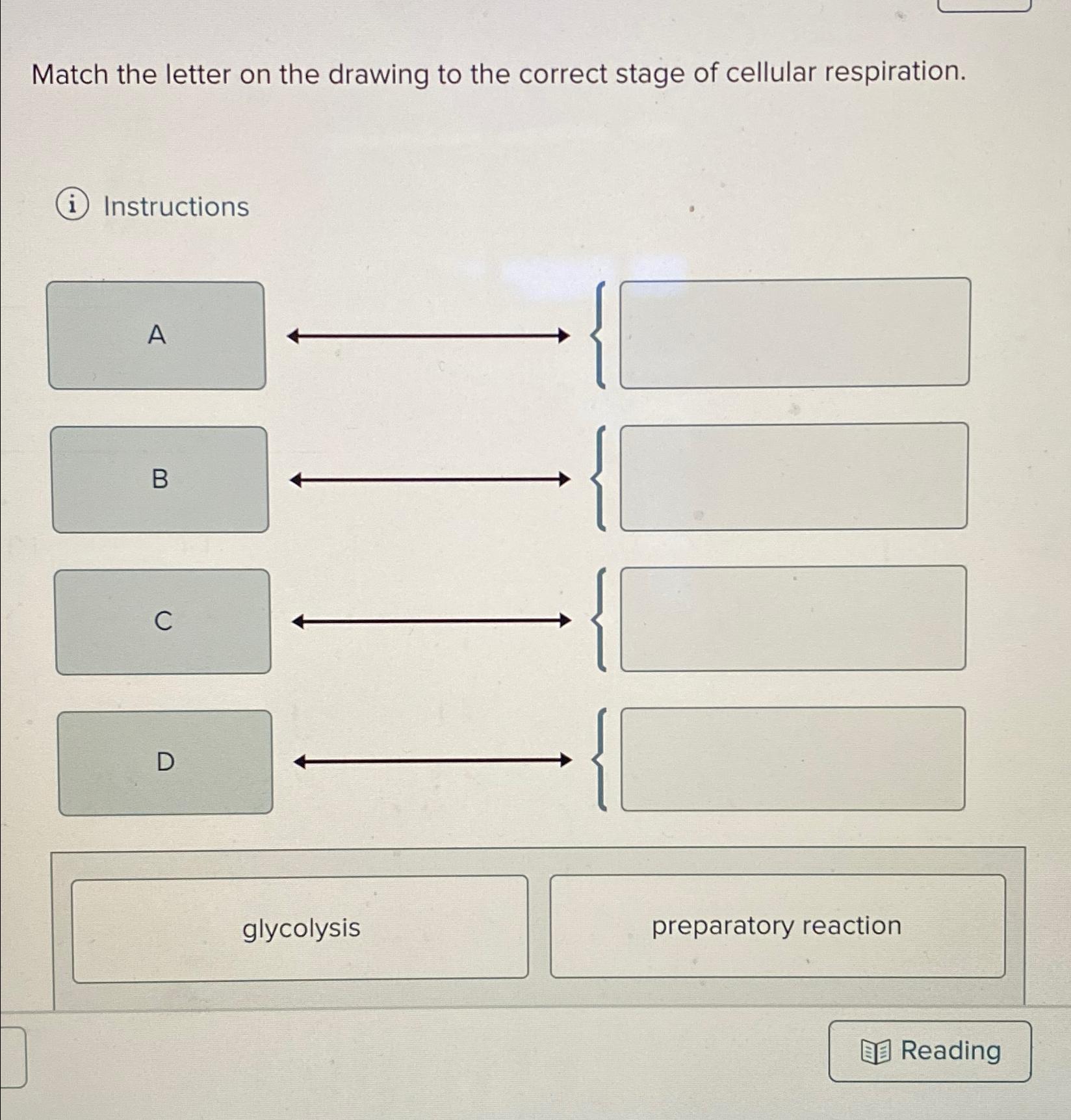 Solved Match the letter on the drawing to the correct stage | Chegg.com