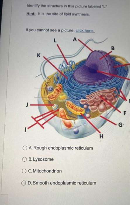 Identify the structure in this picture labeled L Hint: It is the site of lipid synthesis.
If you cannot see a picture, clic