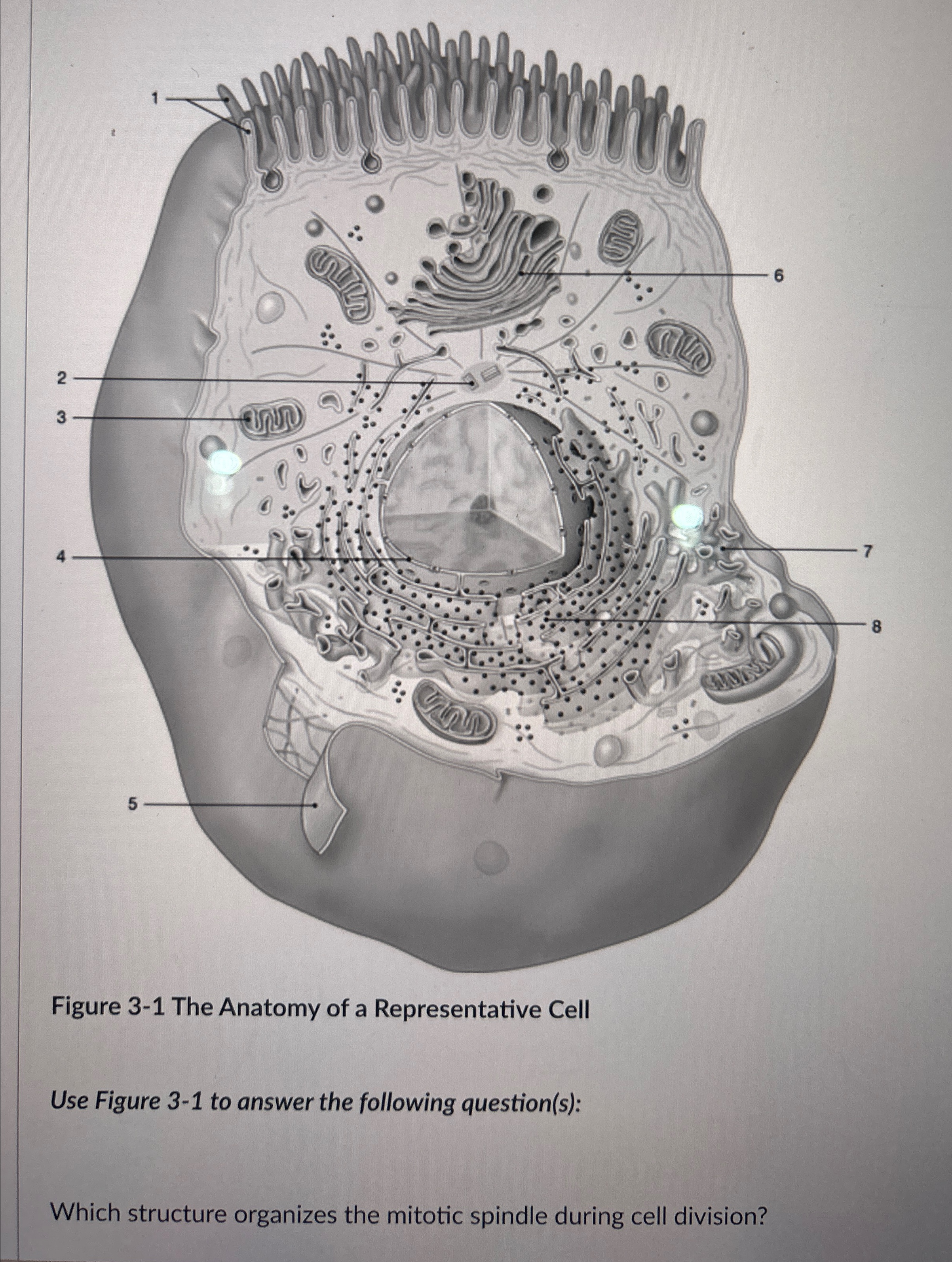 Solved Figure 3-1 ﻿The Anatomy of a Representative CellUse | Chegg.com