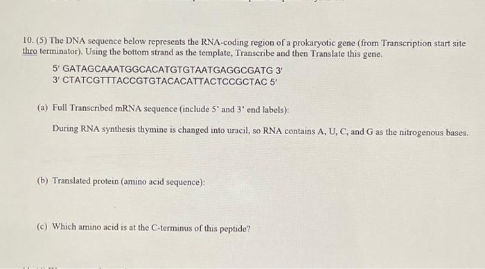 Solved 10. (5) The DNA sequence below represents the | Chegg.com