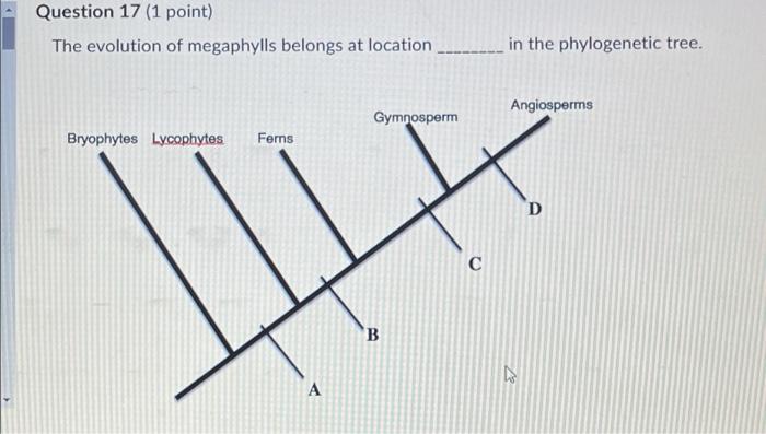 Solved Question 17 (1 point) The evolution of megaphylls | Chegg.com