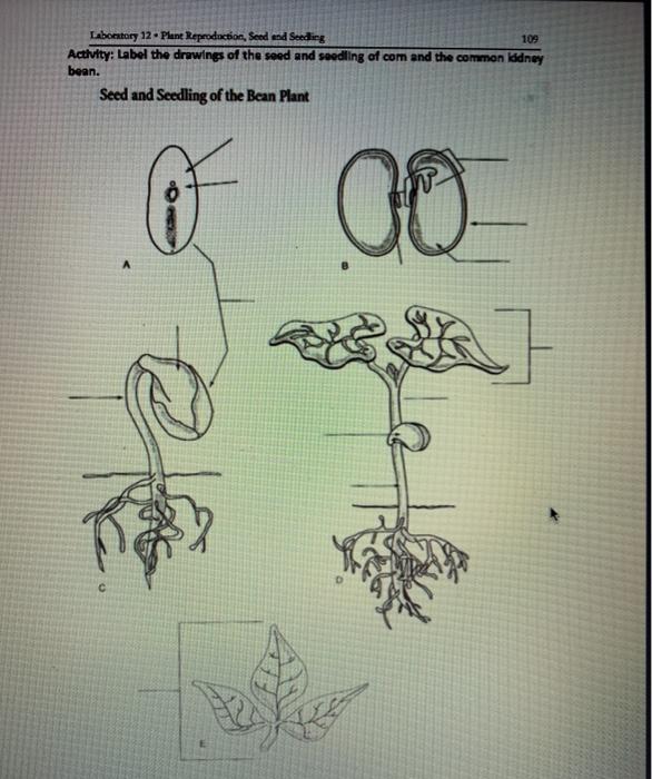 Solved Laboratory 12 Plant Reproduction Seed End Seedin Chegg Com