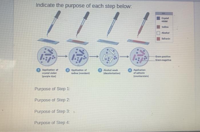 Solved Fill in the chart for the Gram stain procedure: | Chegg.com