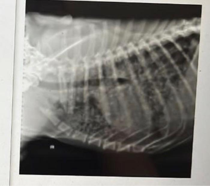 Solved A photo showing dog chest rx mark cancer regions and