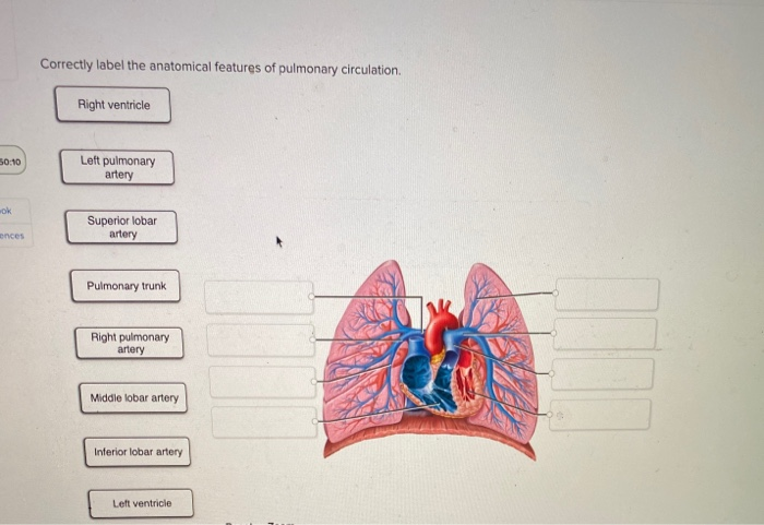 Solved Correctly label the anatomical features of pulmonary | Chegg.com