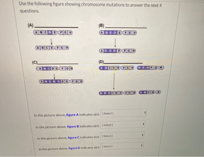 Solved Use the following figure showing chromosome mutations | Chegg.com