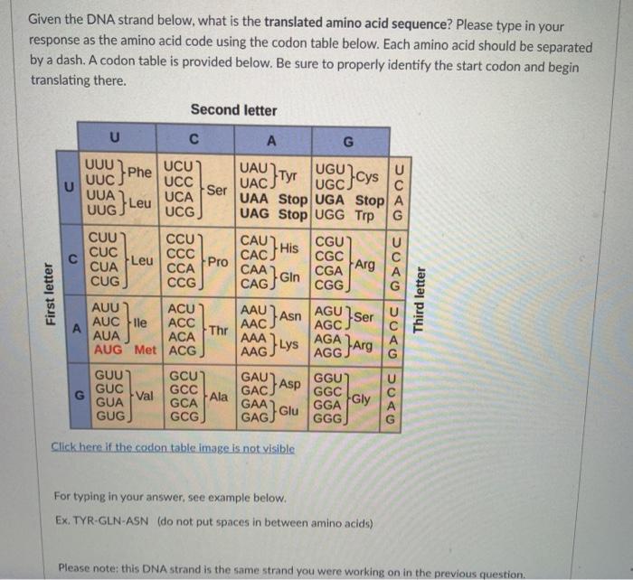 Solved Given the DNA strand below, what is the translated | Chegg.com