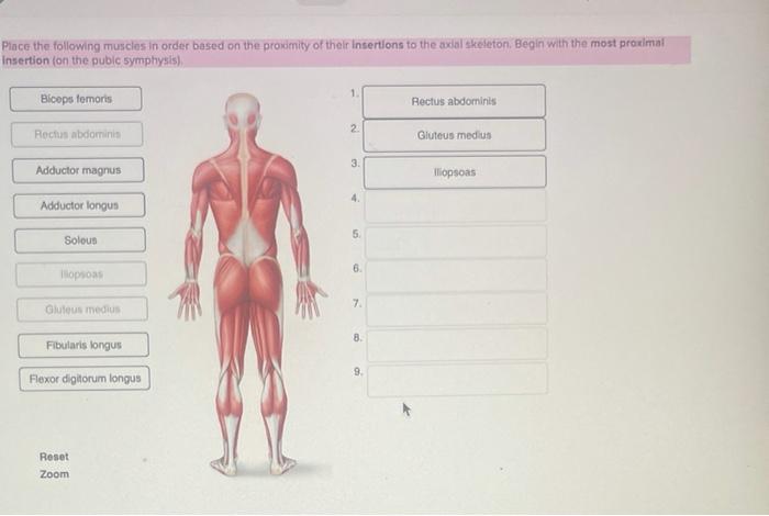 Solved Place The Following Muscles In Order Based On The