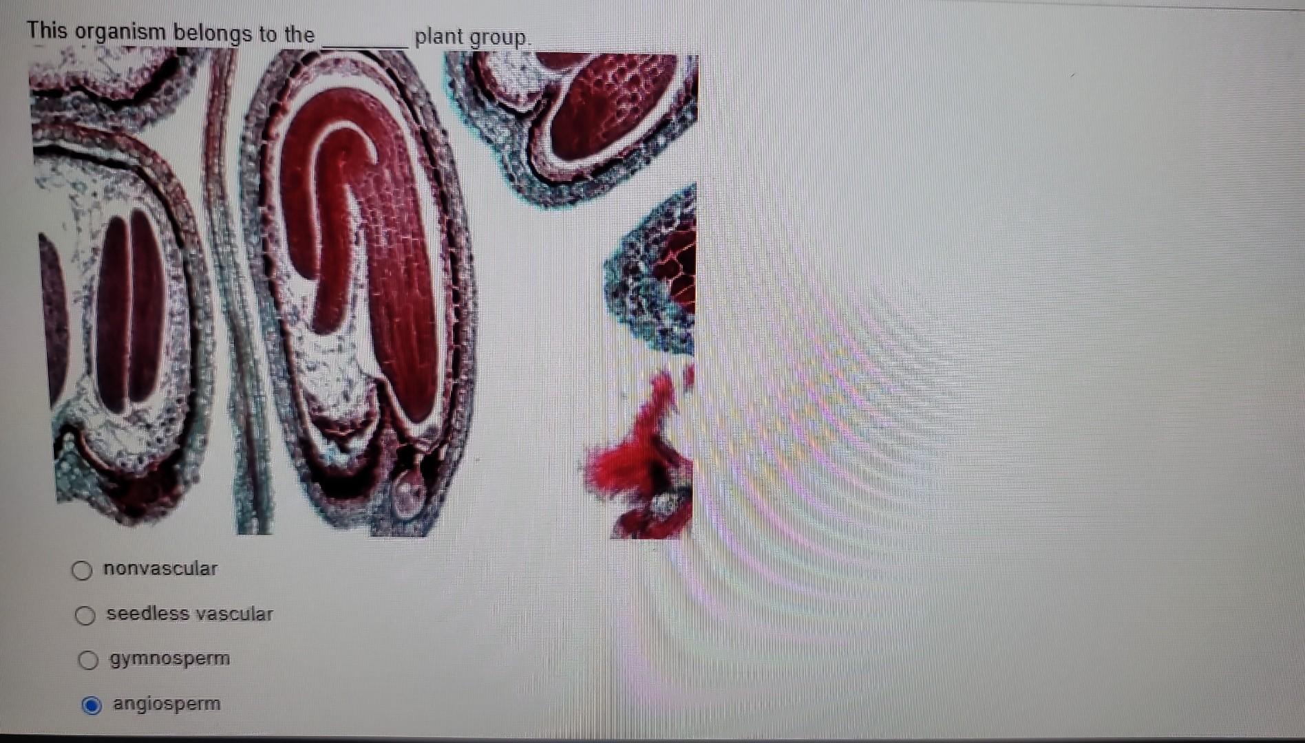Solved nonvascular seedless vascular gymnosperm