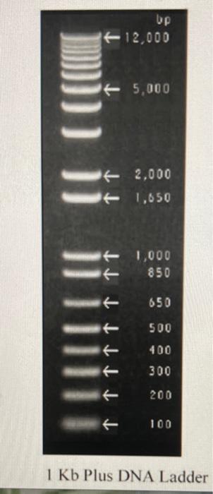 The DNA shown on the gel below refers to a | Chegg.com