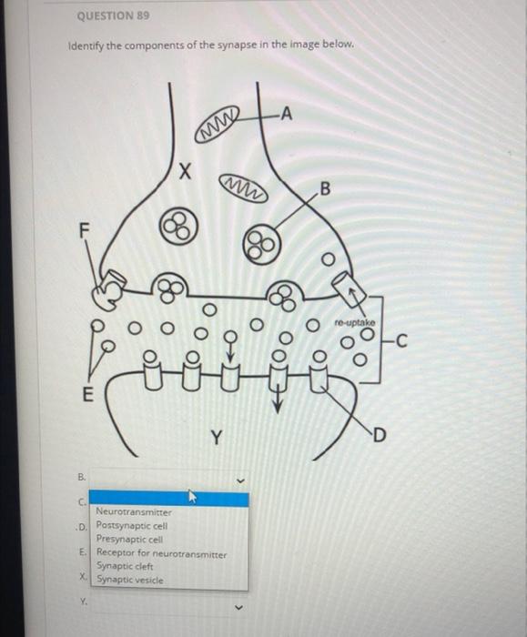 Identify the components of the synapse in the image below.