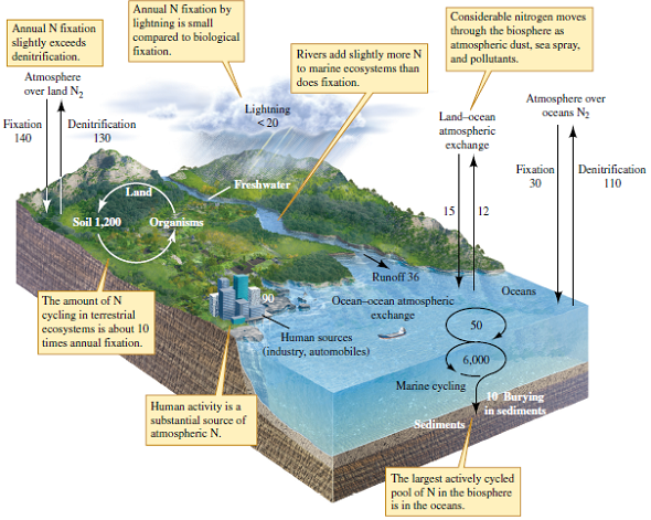 Solved: What are the relative fluxes of nitrogen through fixati ...