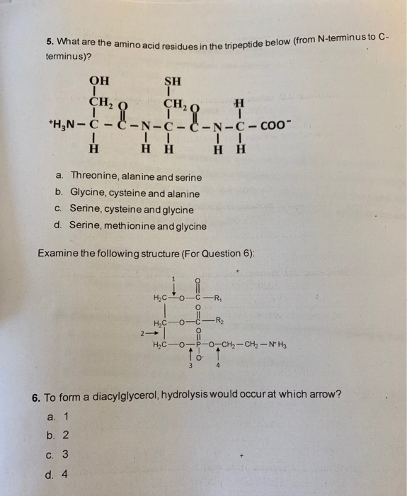 Solved 5. What are the amino acid residues in the tripeptide | Chegg.com