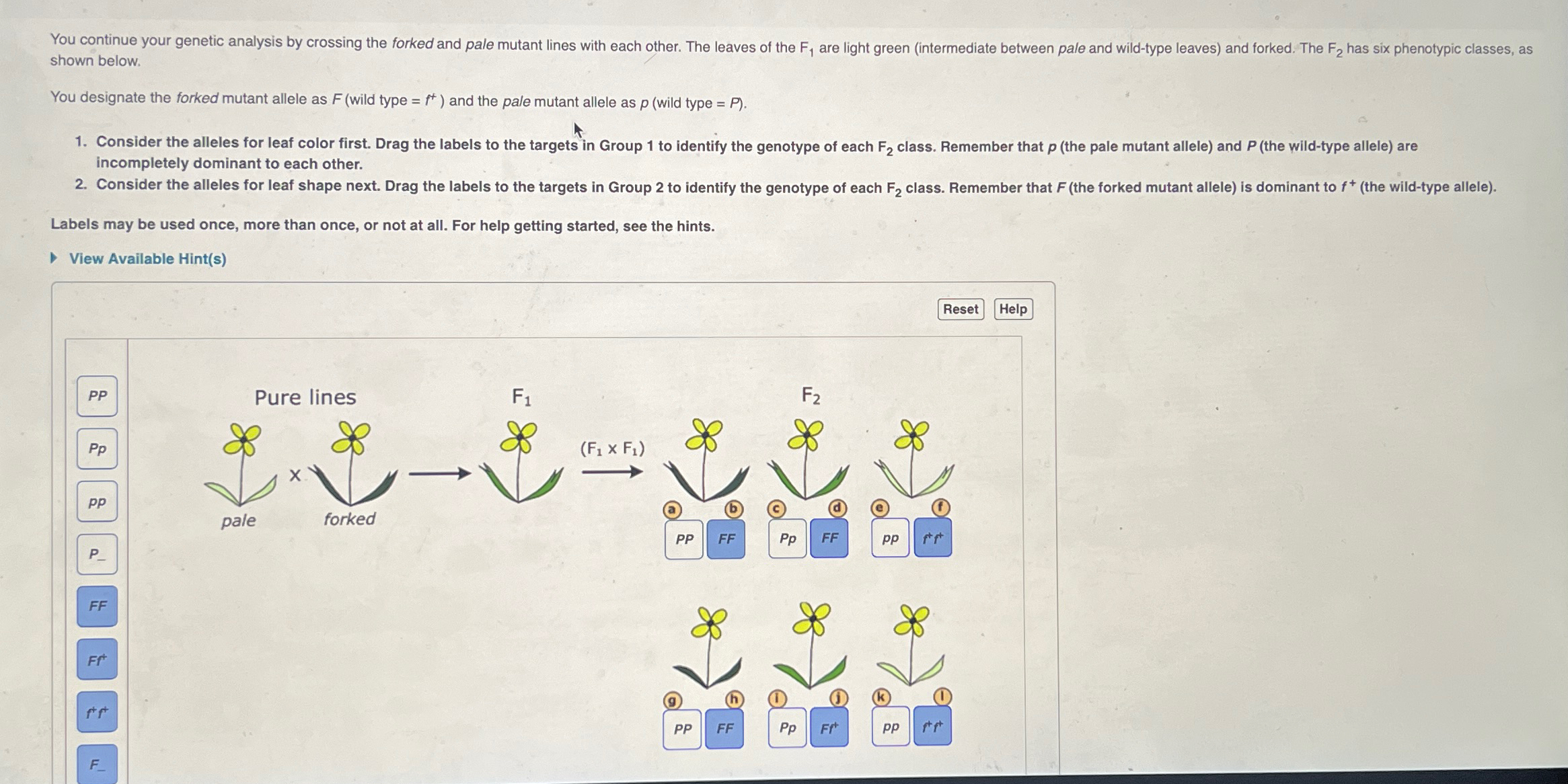 Solved shown below.\\nYou designate the forked mutant allele | Chegg.com