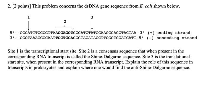 Solved 2. [2 points] This problem concerns the dsDNA gene | Chegg.com