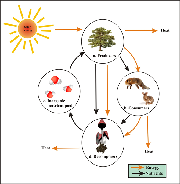 Solved: Label the following diagram of an ecosystem. | Chegg.com