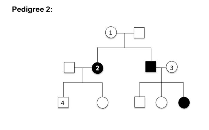 Solved Pedigree 2: 1 2 3 4 4 O Pedigree 2: What is the Chegg com