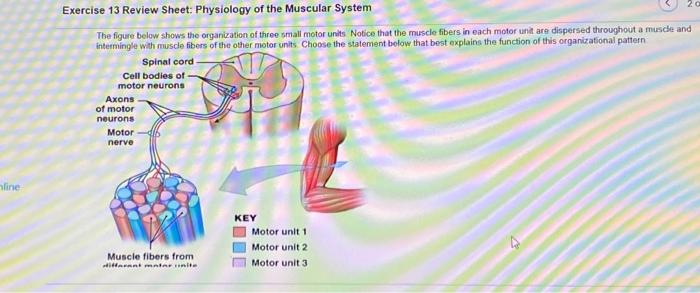 solved-exercise-13-review-sheet-physiology-of-the-muscular-chegg