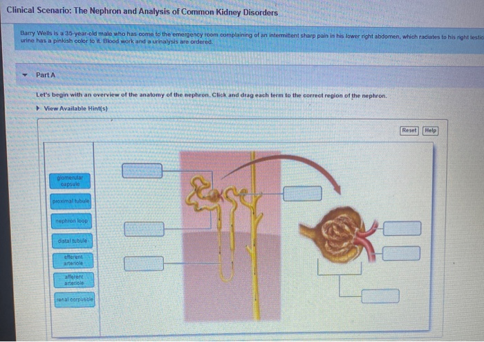 Solved Clinical Scenario: The Nephron and Analysis of Common | Chegg.com