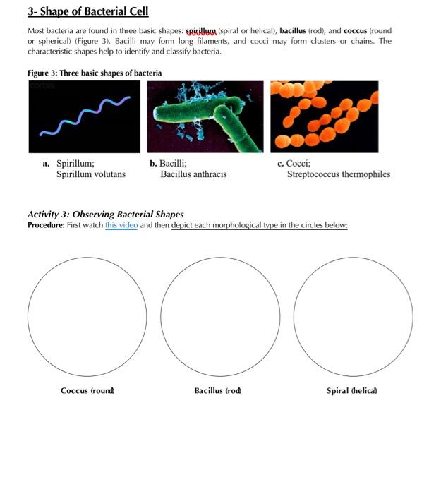 types of spiral bacteria