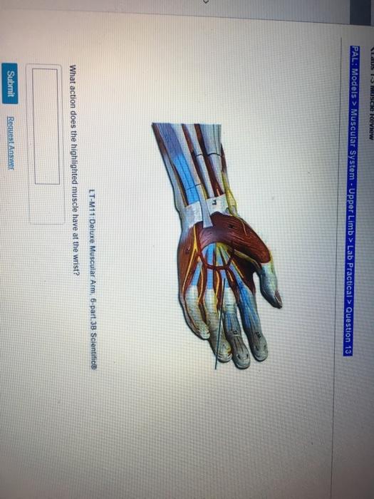 Solved 1 What Action Does Rhe Highlighted Muscle Have At Chegg