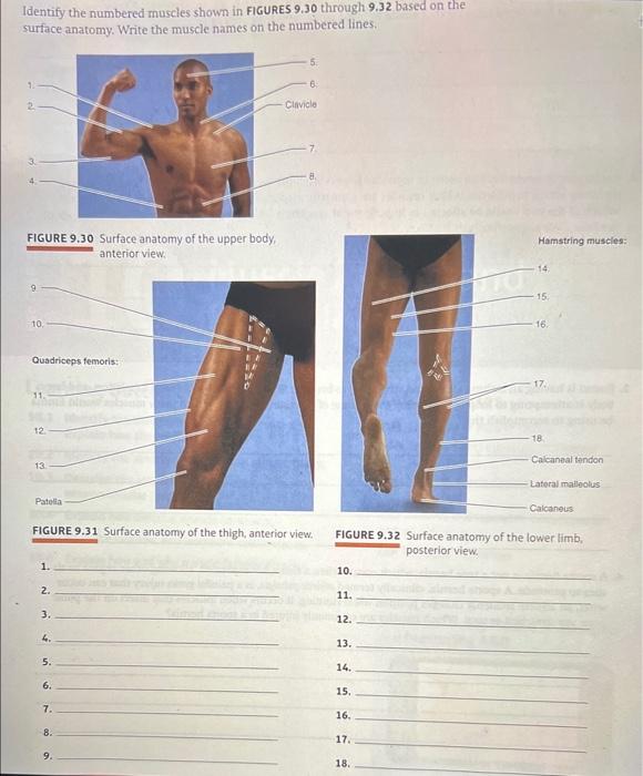 骨格筋の形と触察法 = Anatomy and Surface Anatomy… Amazon.co.jp: 骨格筋の形と触察法 = Anatomy and Surface