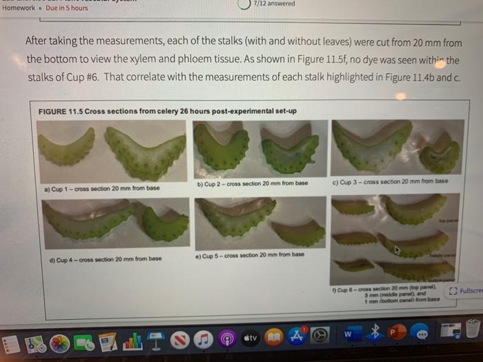 Solved ASSIGNED GRADEBOOK FIGURE 11.2 Celery vascular tissue