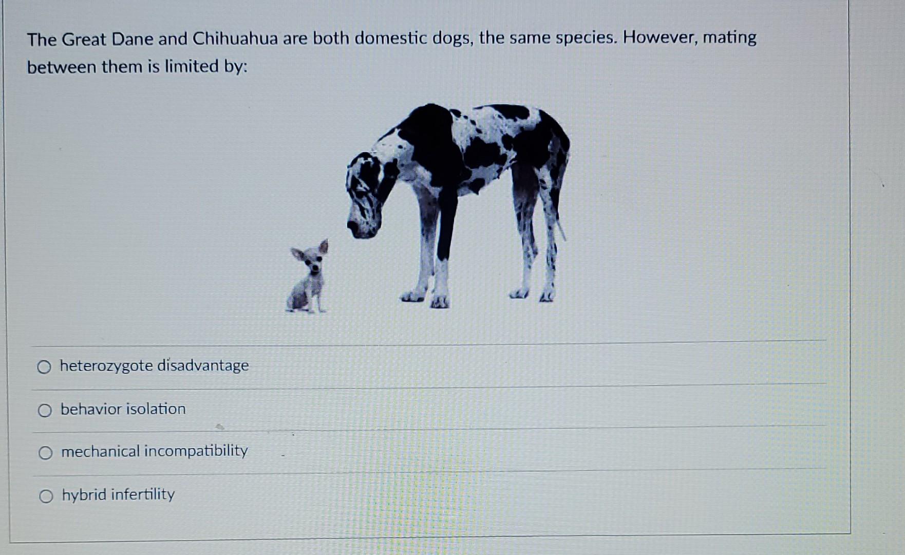 are great danes and chihuahuas different species