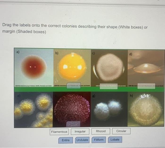Solved Drag the labels onto the correct colonies describing | Chegg.com