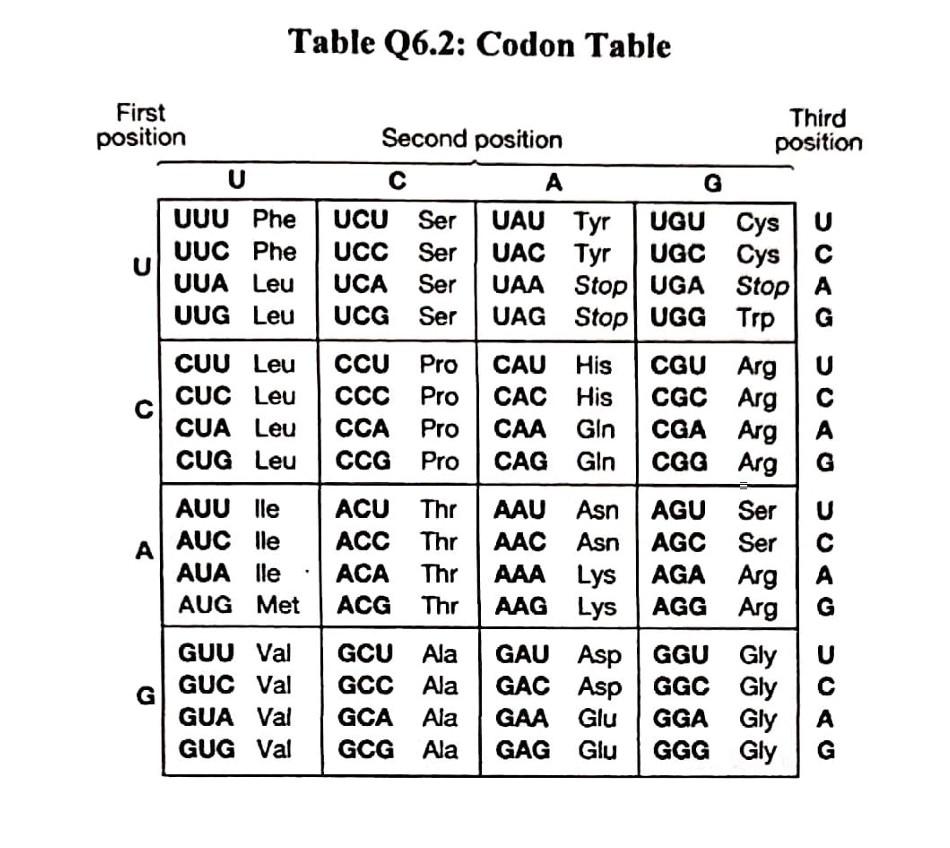 Solved Table Q6.2: Codon Table First Position Uuu Phe Uuc 