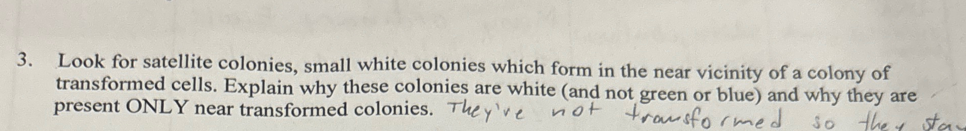 Solved Look for satellite colonies, small white colonies | Chegg.com