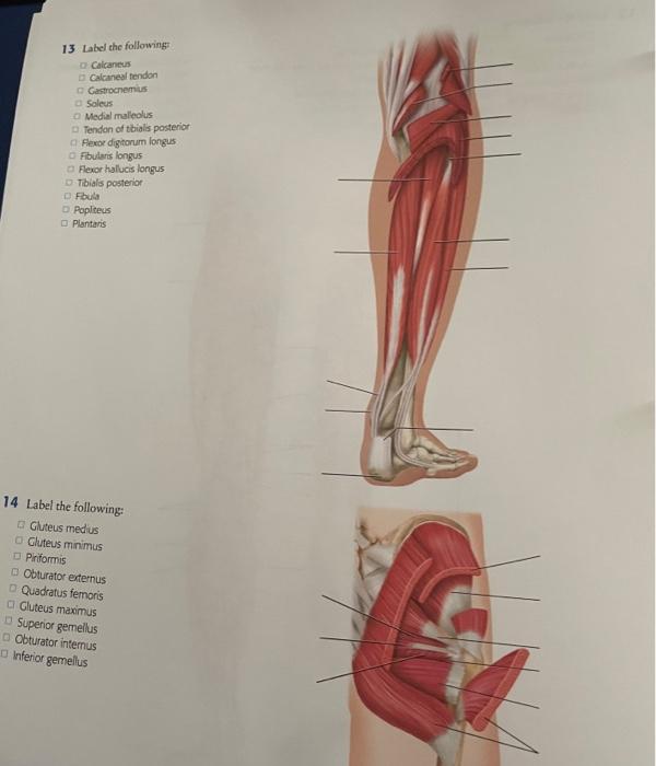 Solved 13 Label the following Calcaneus Calcaneal tendon | Chegg.com