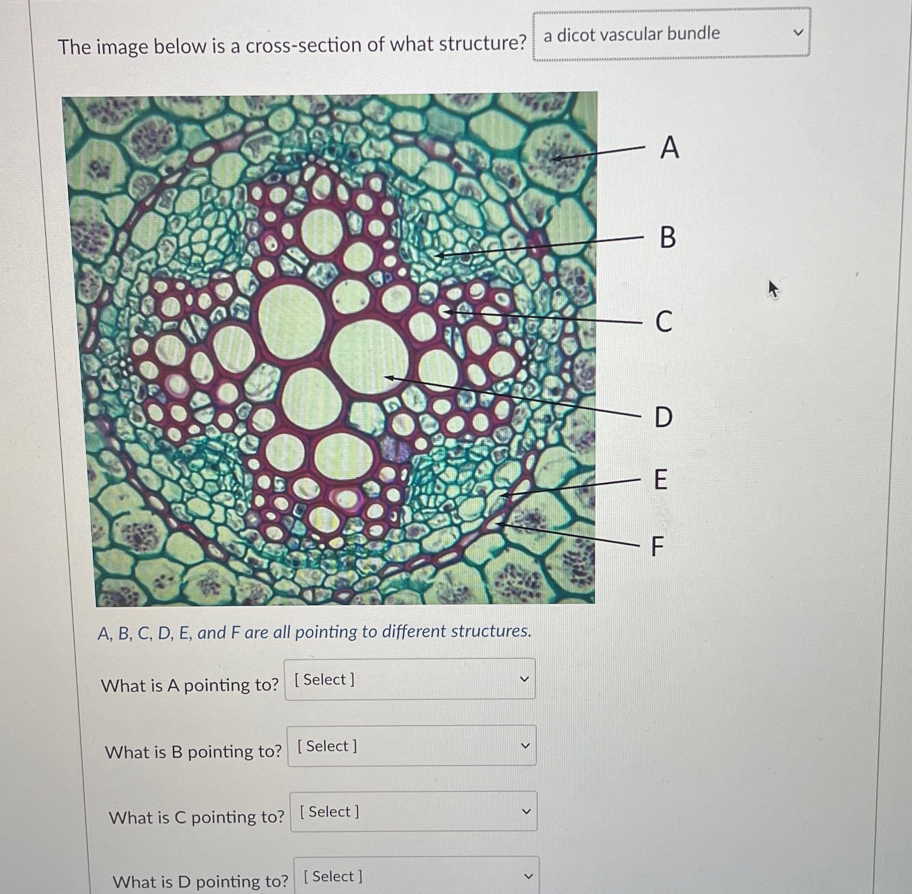 Solved The image below is a cross-section of what | Chegg.com