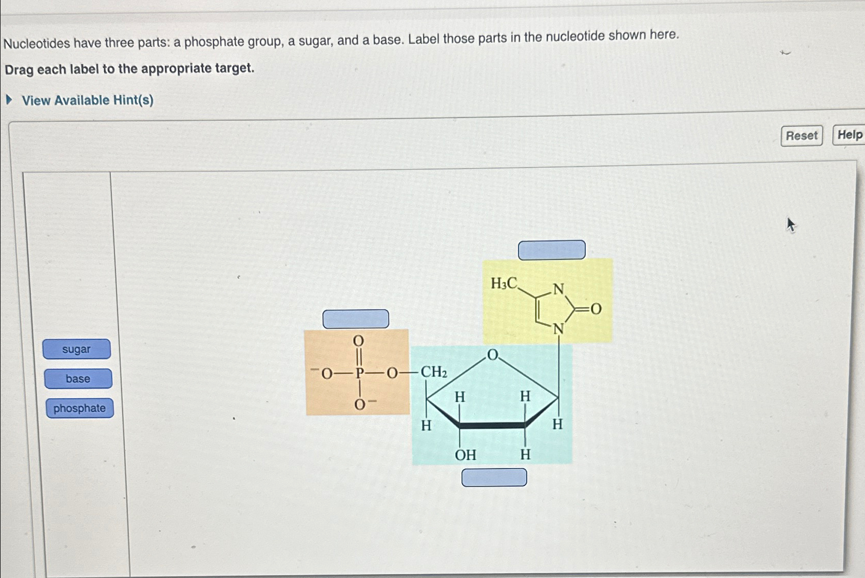 Solved Nucleotides have three parts: a phosphate group, a | Chegg.com