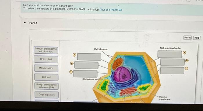 tour of an animal cell bioflix