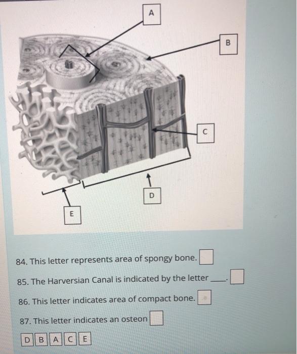 Solved A B HO D E 84. This letter represents area of spongy