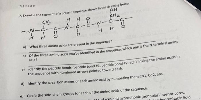 Solved 3 IPage a) What three amino acids are present in the | Chegg.com
