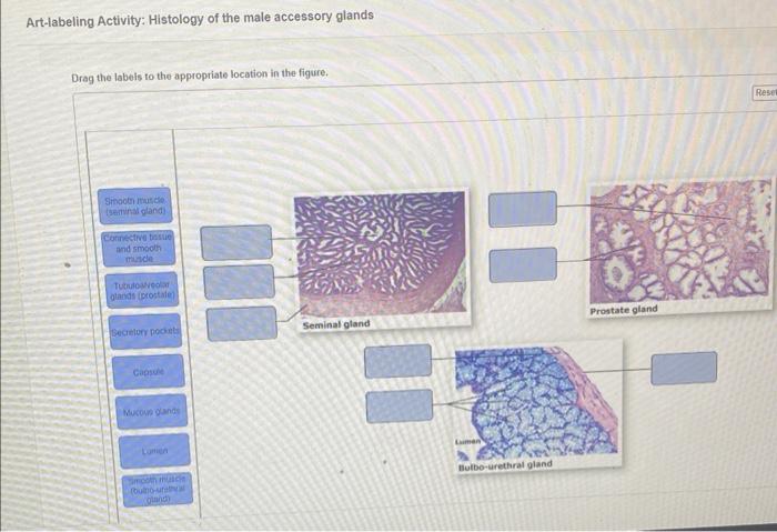 Solved Art-labeling Activity: Histology of the male | Chegg.com