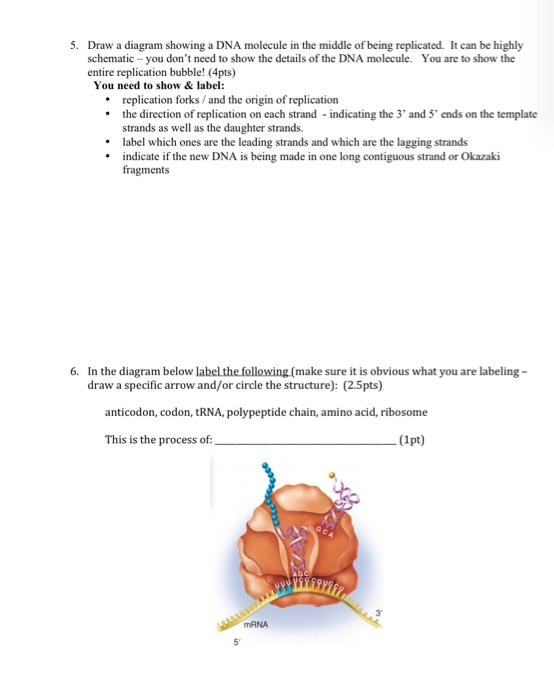 Solved 5. Draw a diagram showing a DNA molecule in the | Chegg.com