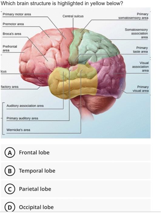 solved-which-structure-is-highlighted-in-this-image-a-chegg