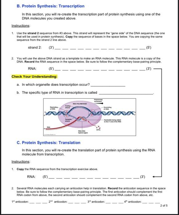 Solved B. Protein Synthesis: Transcription In This Section, | Chegg.com