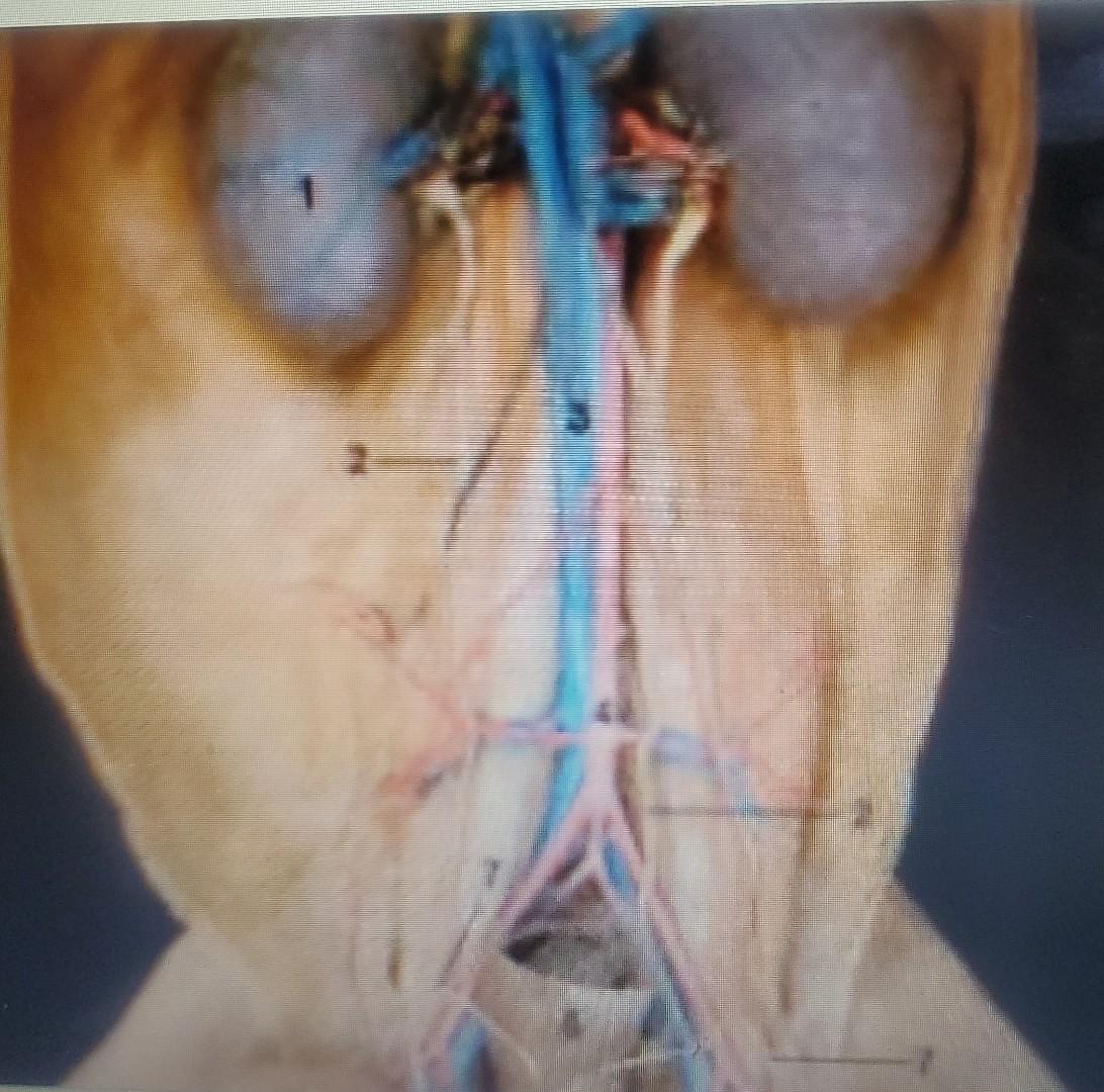 Solved Male Cat Urogenital Anatomy 1. nght kidney 2. right | Chegg.com
